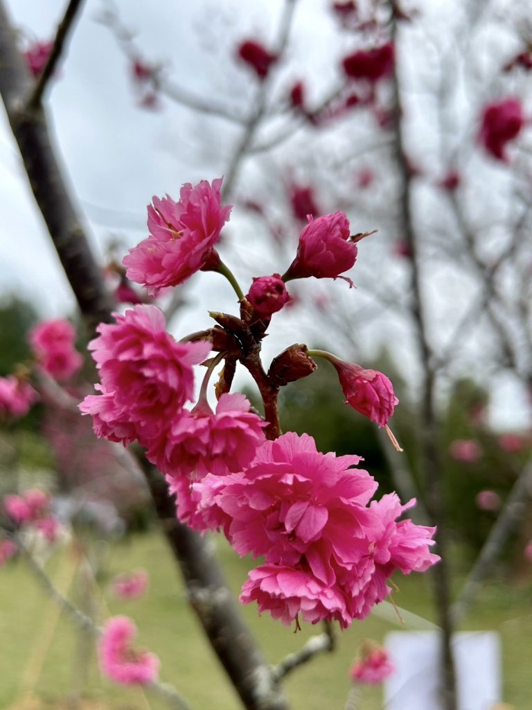 櫻花盛開美景.jpg